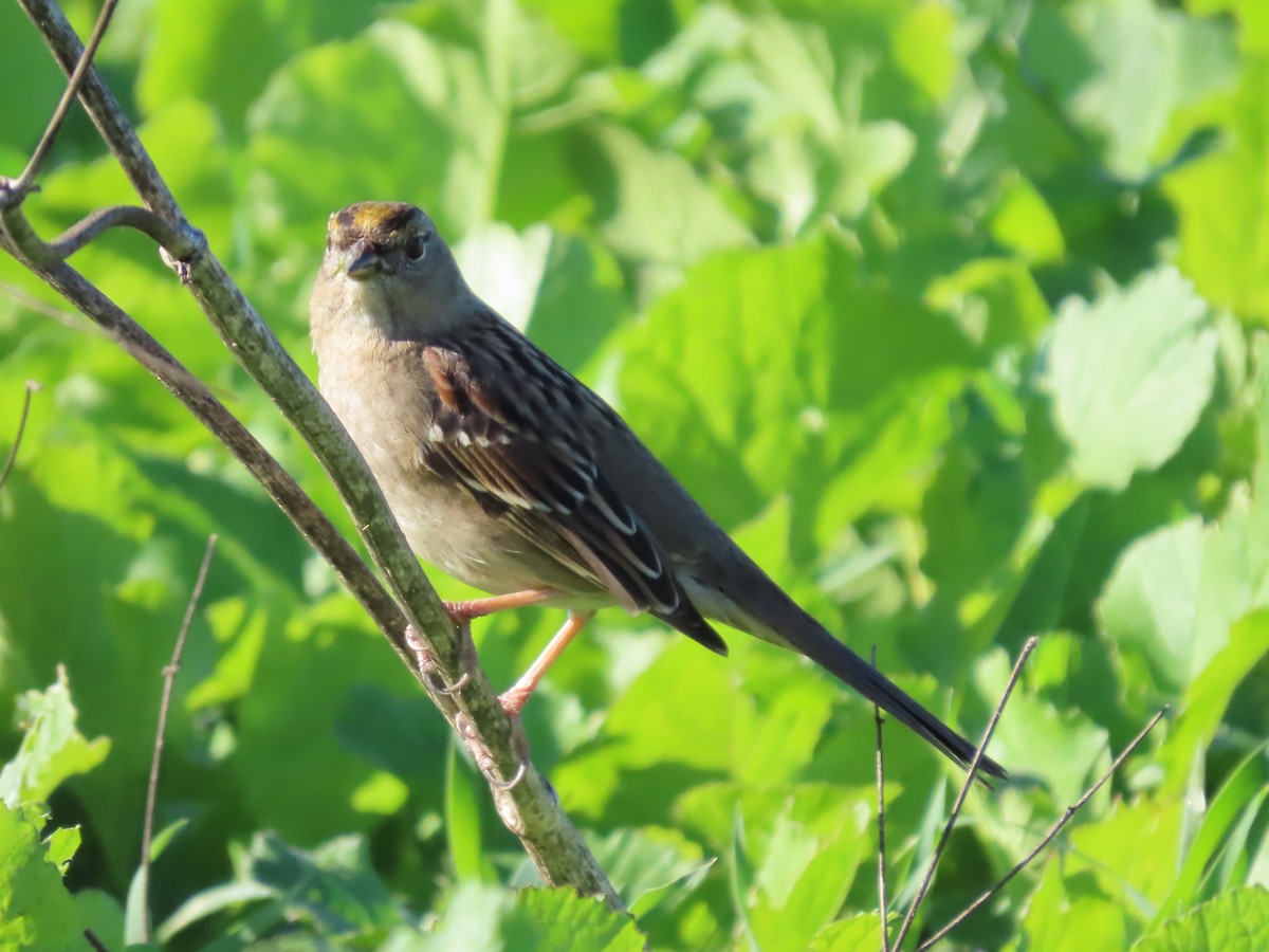 Kronenammer - ML646423330