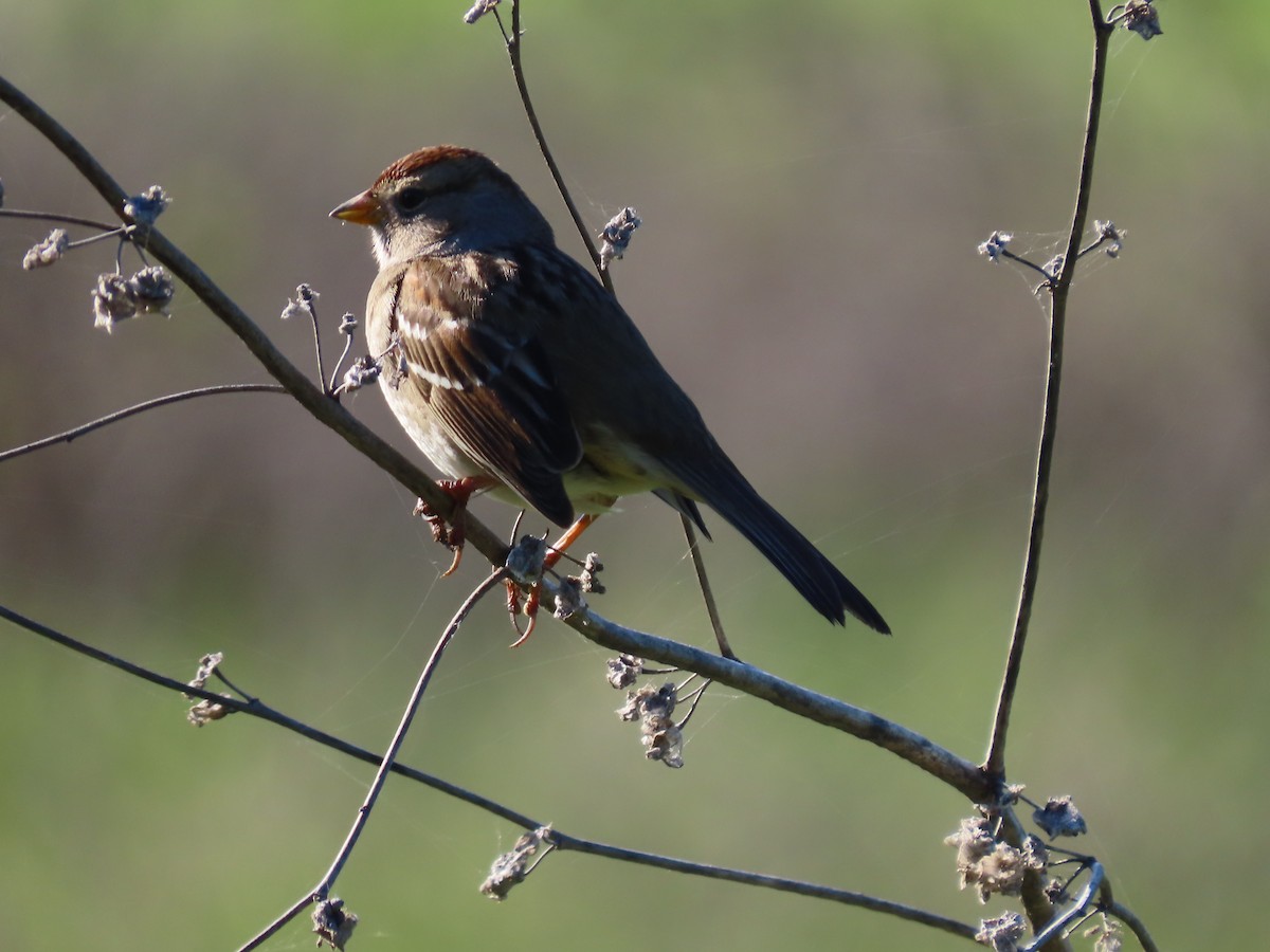 Kronenammer - ML646423331