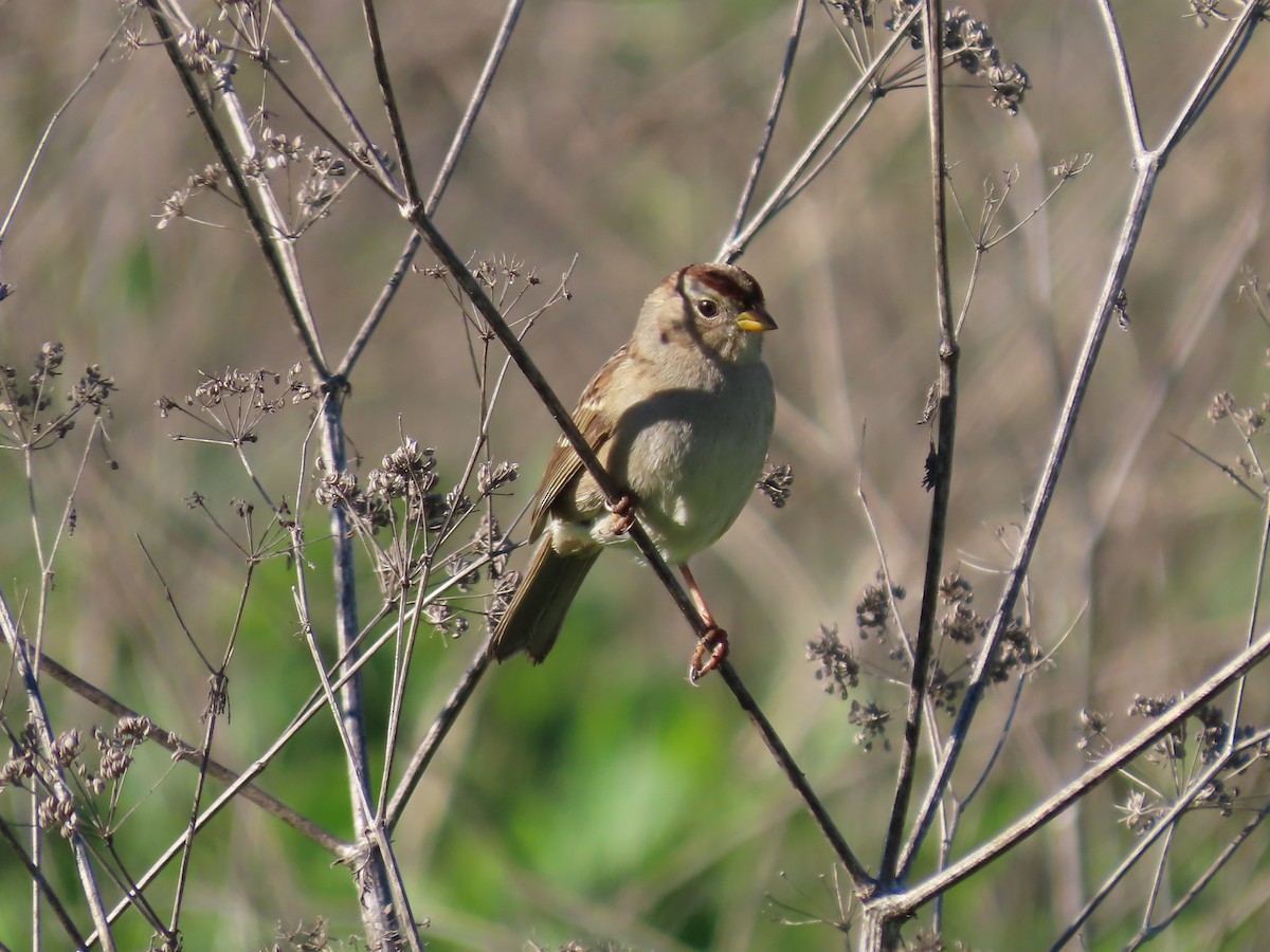 Dachsammer - ML646423332