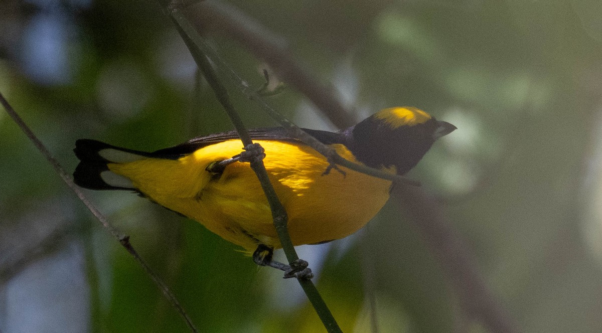 Dickschnabelorganist - ML646423333