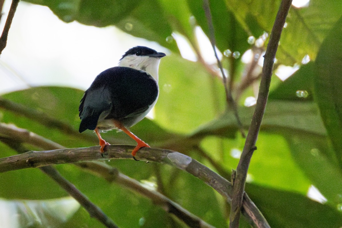 Weißbrustpipra - ML646423334