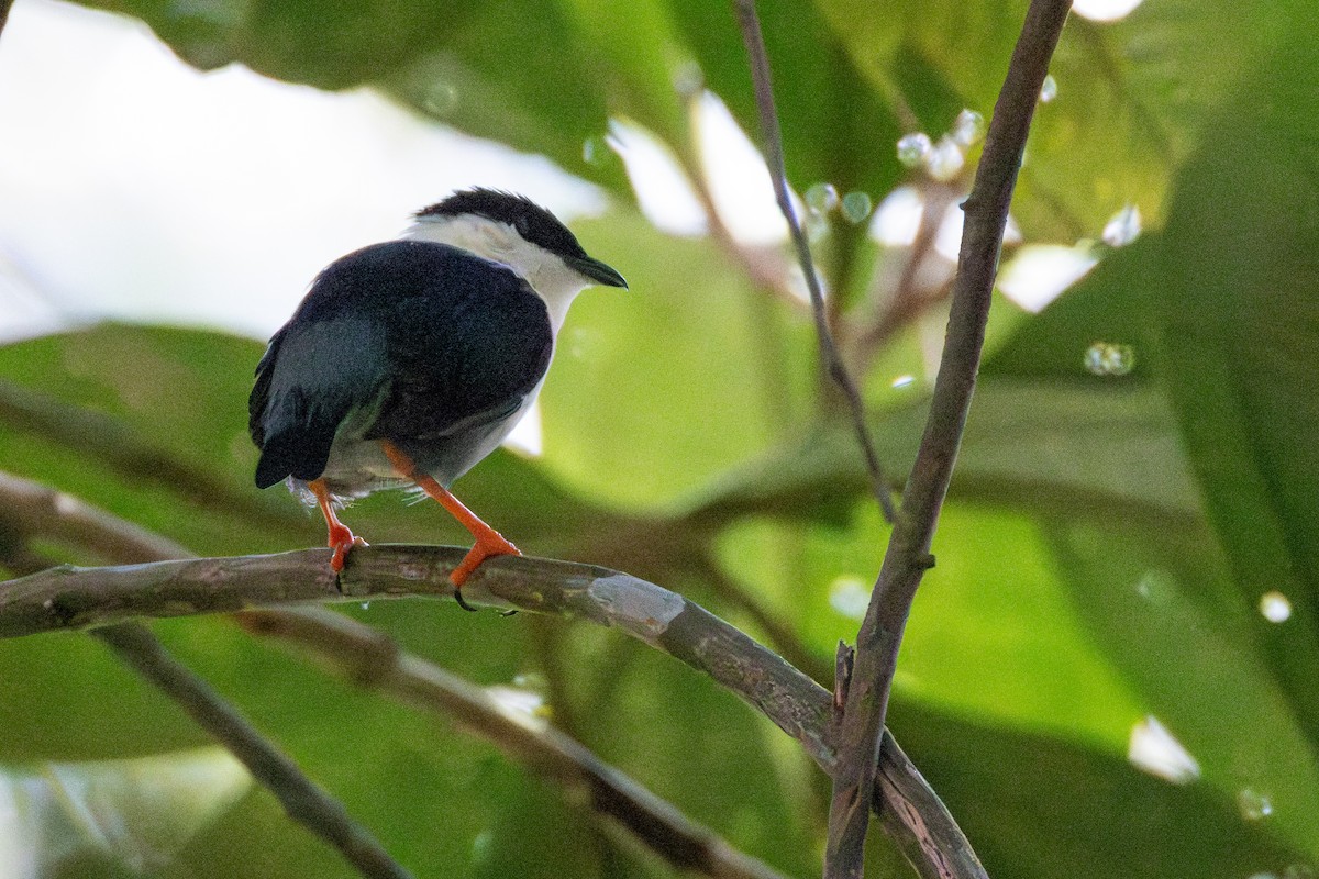 Weißbrustpipra - ML646423336