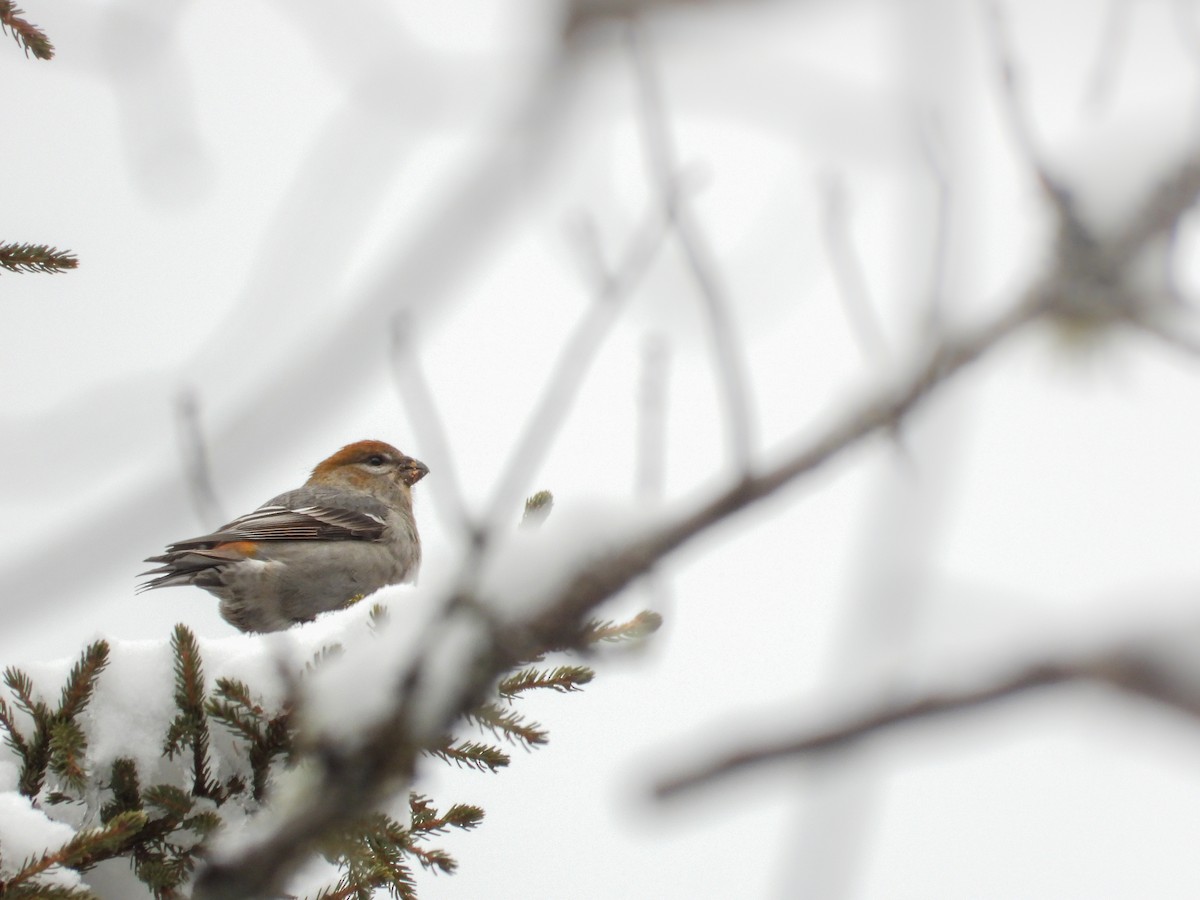 Hakengimpel - ML646423337