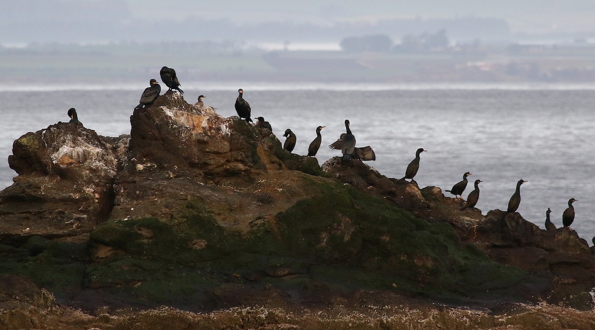 Krähenscharbe - ML646423338