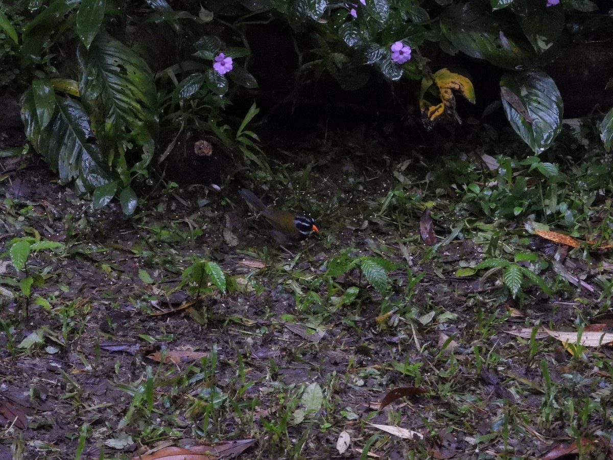 Goldschnabel-Buschammer - ML646423339