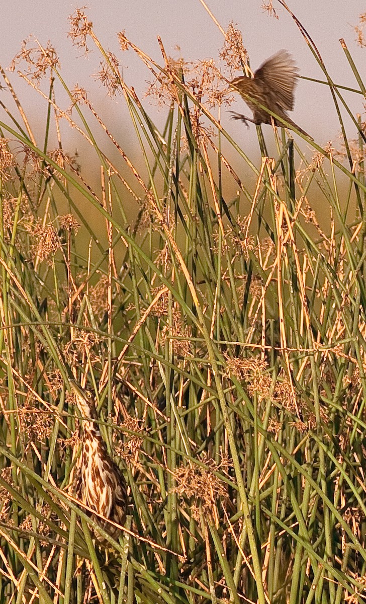 Schwarzbart-Rohrdommel - ML646423340