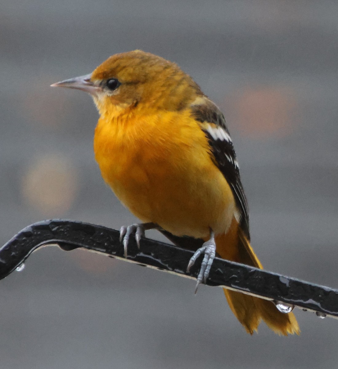 Baltimoretrupial - ML646423341