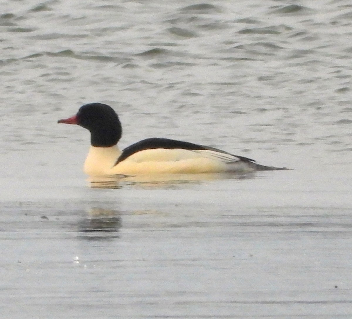 Gänsesäger - ML646423342