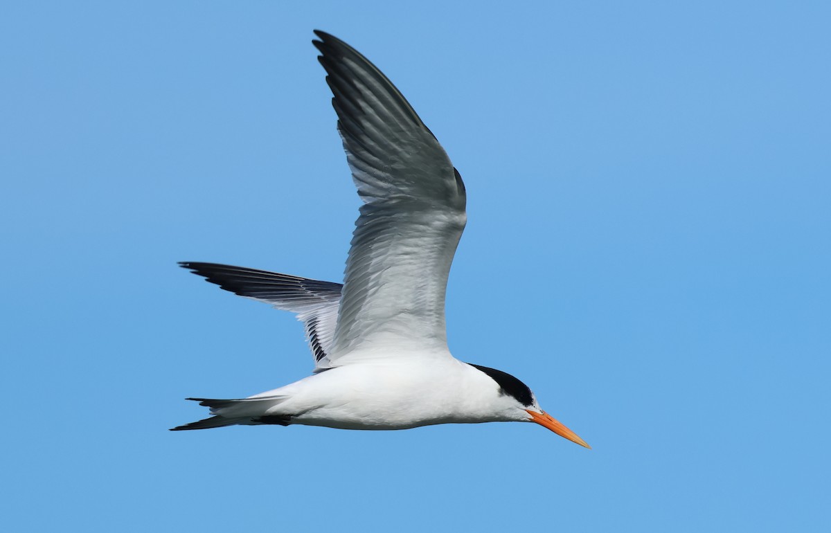 Schmuckseeschwalbe - ML646423343