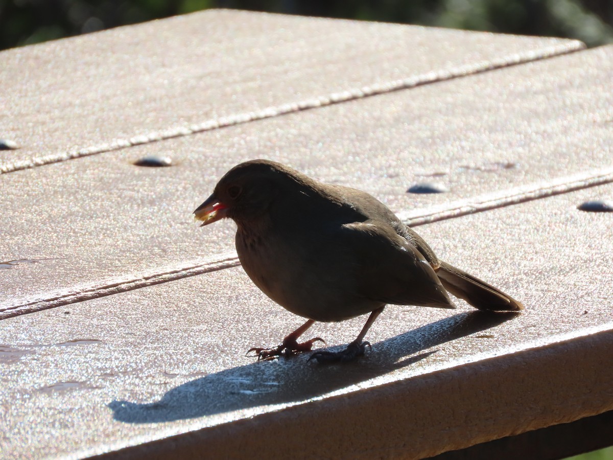 Kaliforniengrundammer - ML646423344