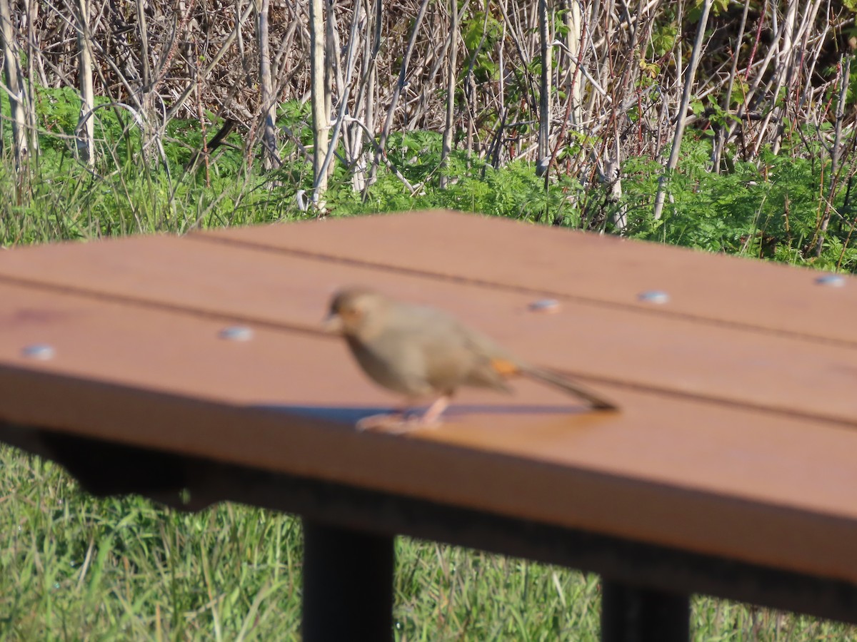 Kaliforniengrundammer - ML646423345