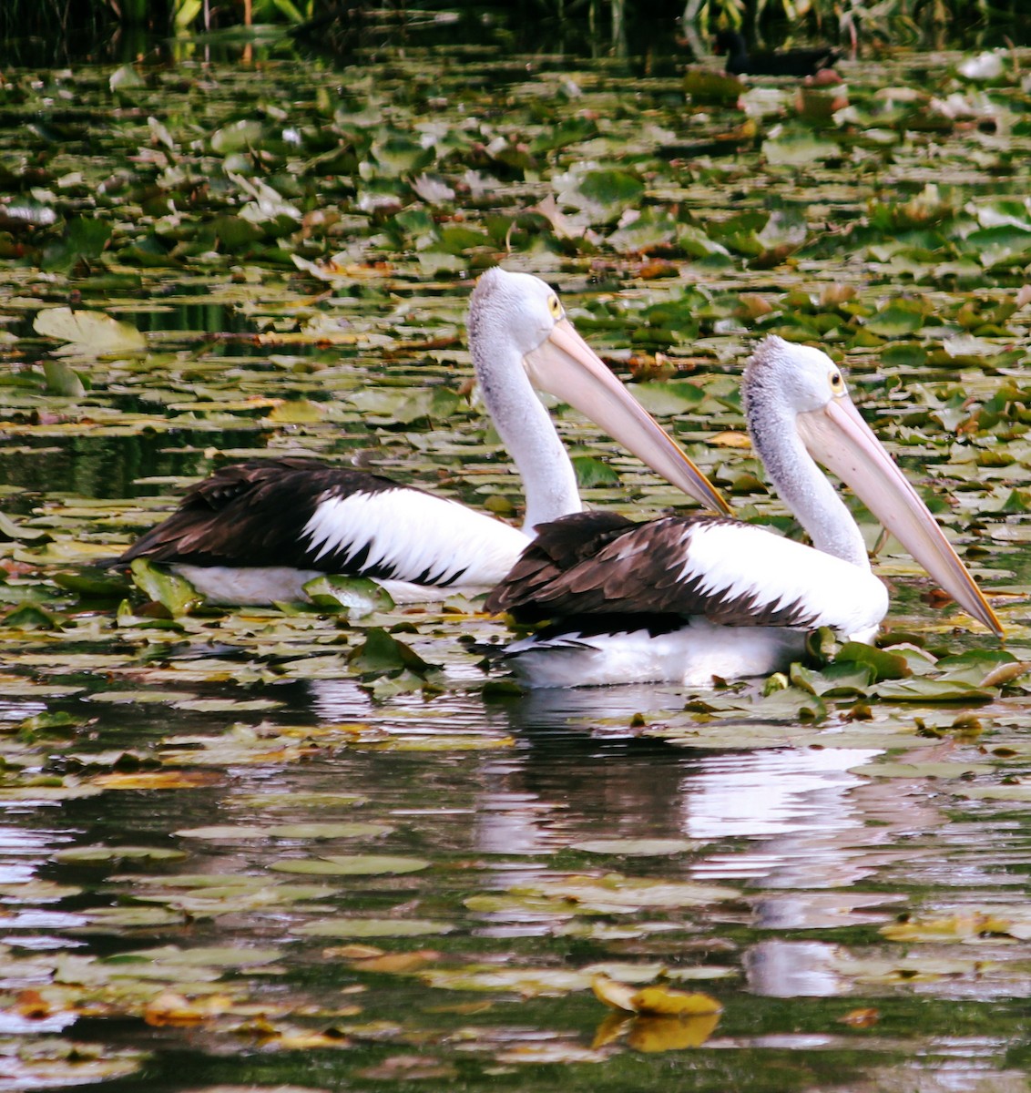 Brillenpelikan - ML646423346