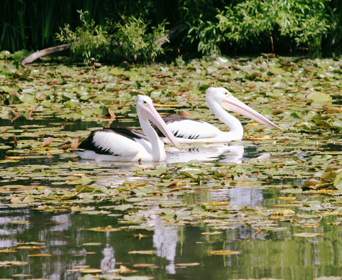 Brillenpelikan - ML646423347