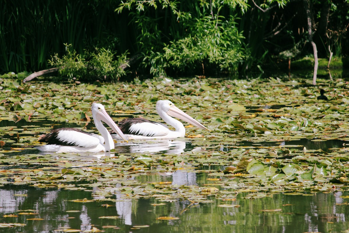 Brillenpelikan - ML646423348