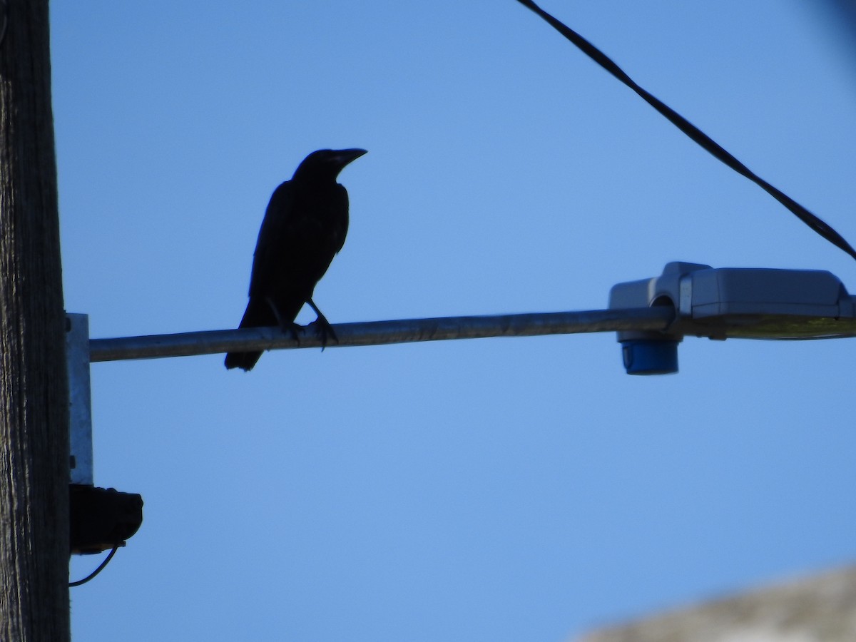 Torreskrähe - ML646423349