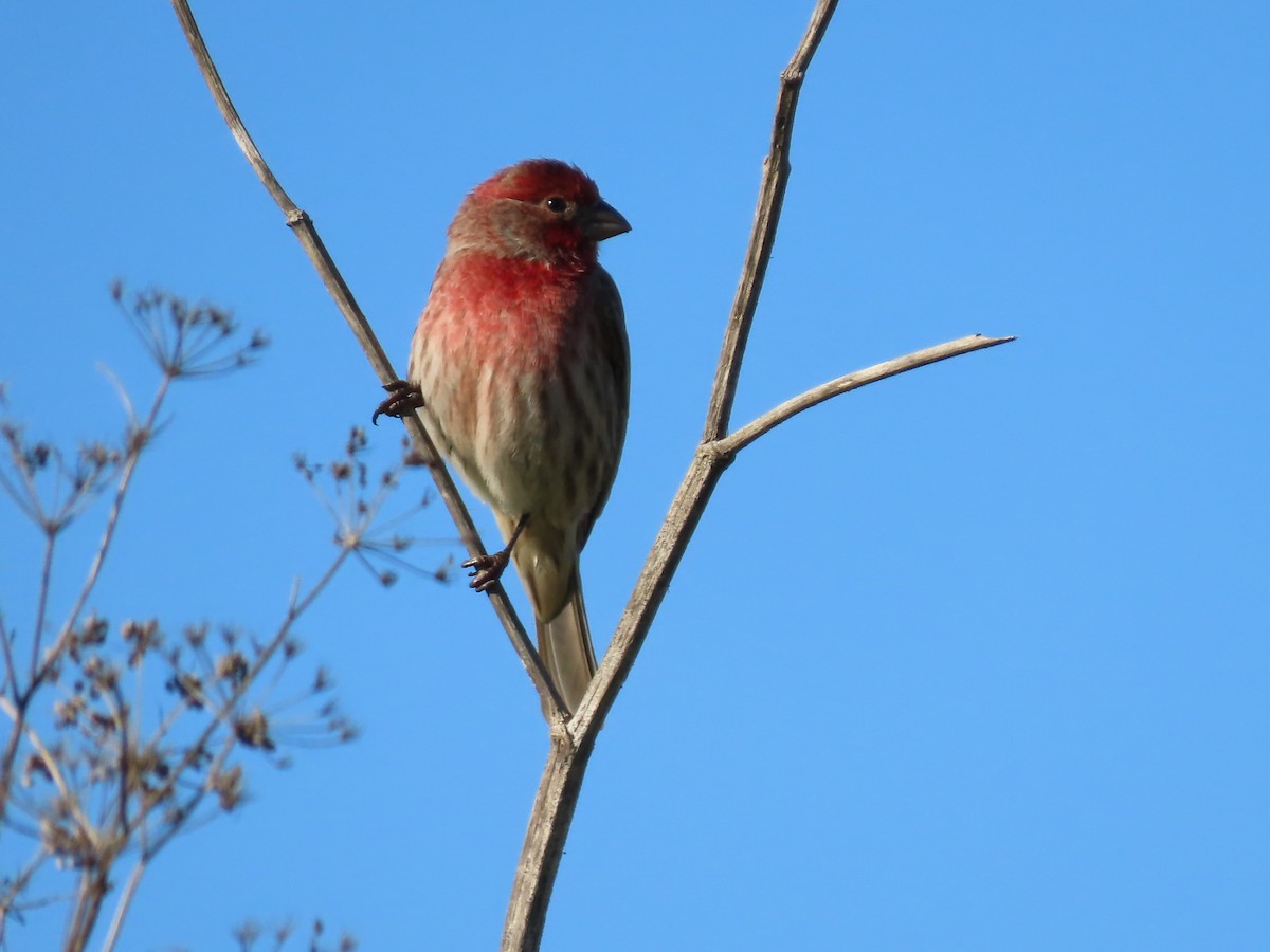 Hausgimpel - ML646423350