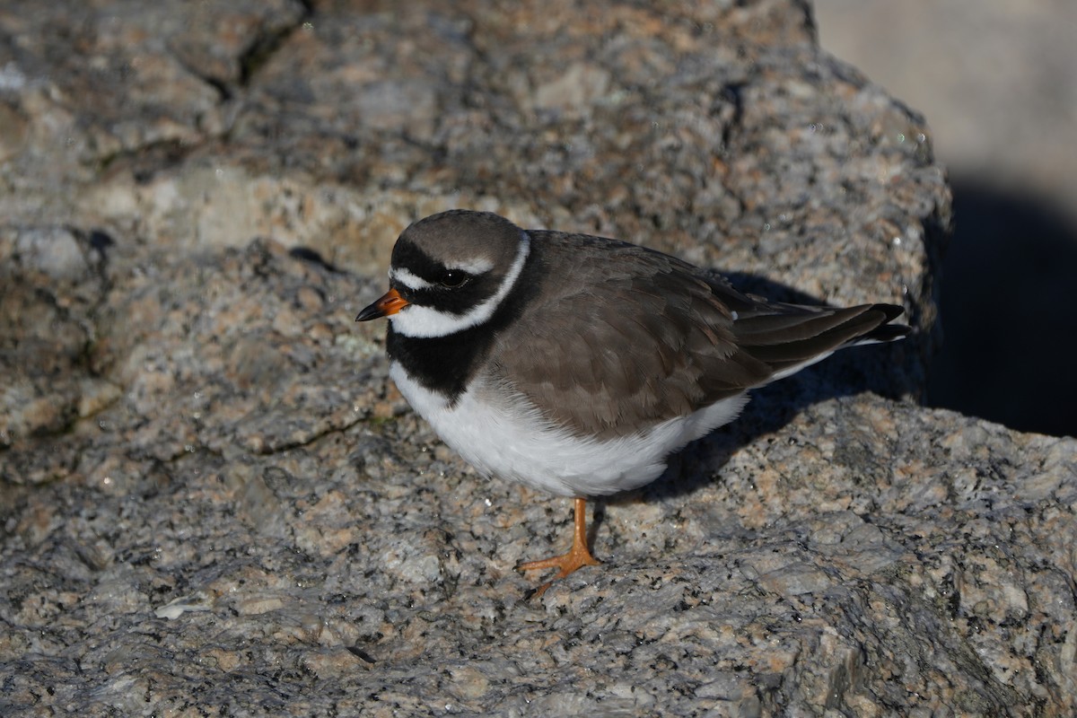 Sandregenpfeifer - ML646423351