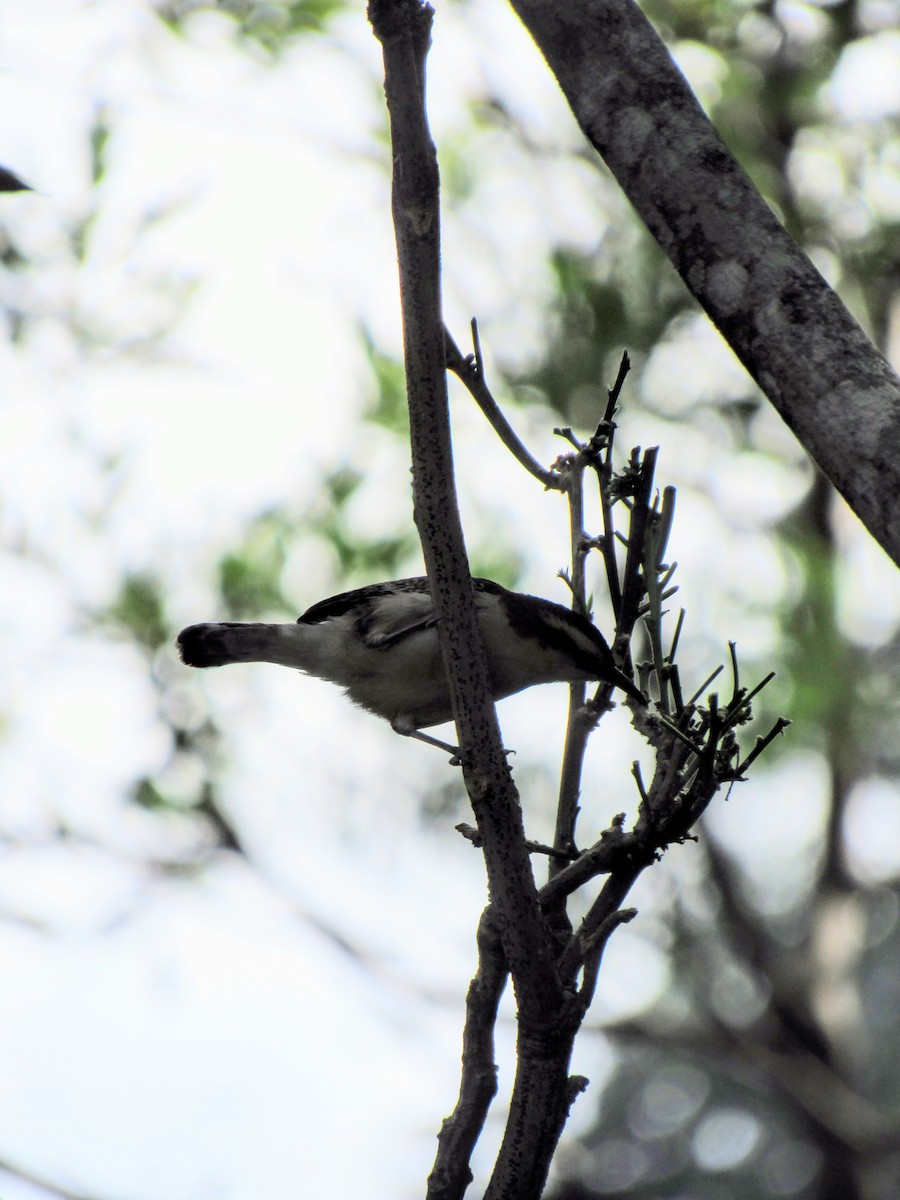 Rostrücken-Zaunkönig - ML646423352