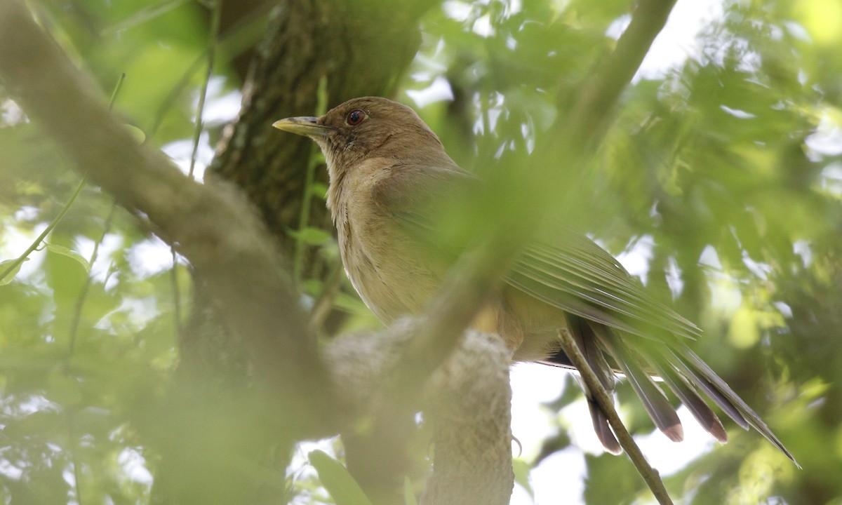 Gilbdrossel - ML646423353