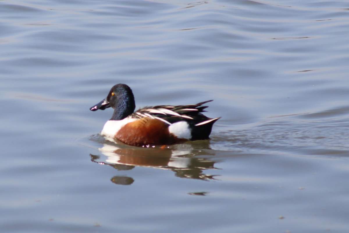 Löffelente - ML646423354