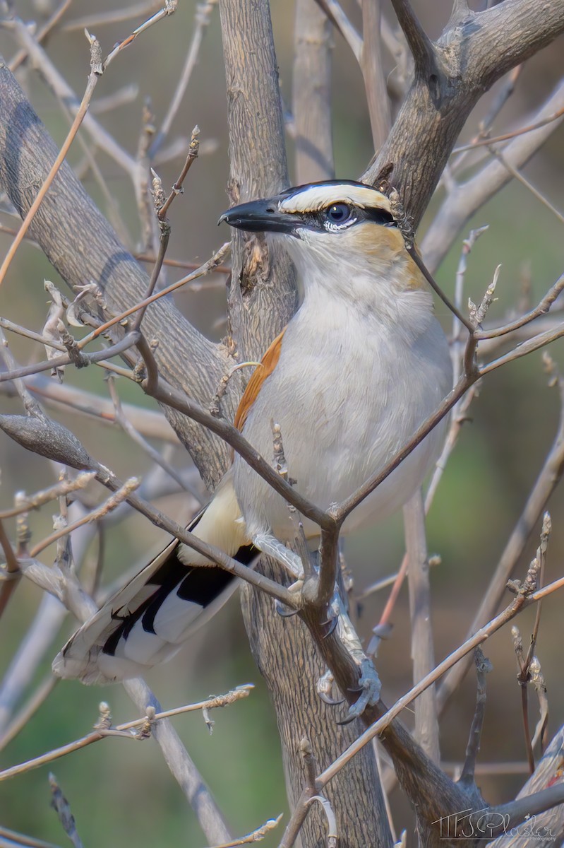 čagra černotemenný [skupina senegalus] - ML646423355