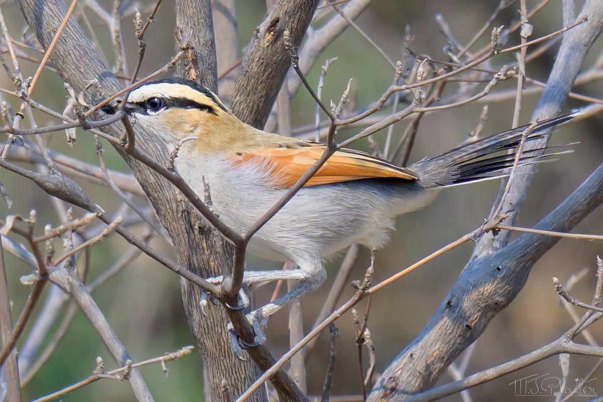 čagra černotemenný [skupina senegalus] - ML646423356