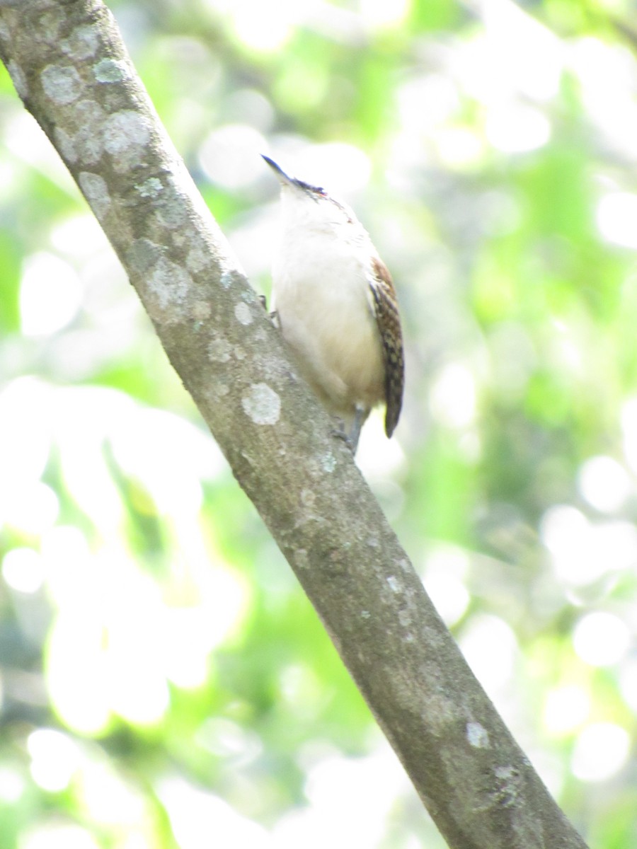 Rostrücken-Zaunkönig - ML646423357