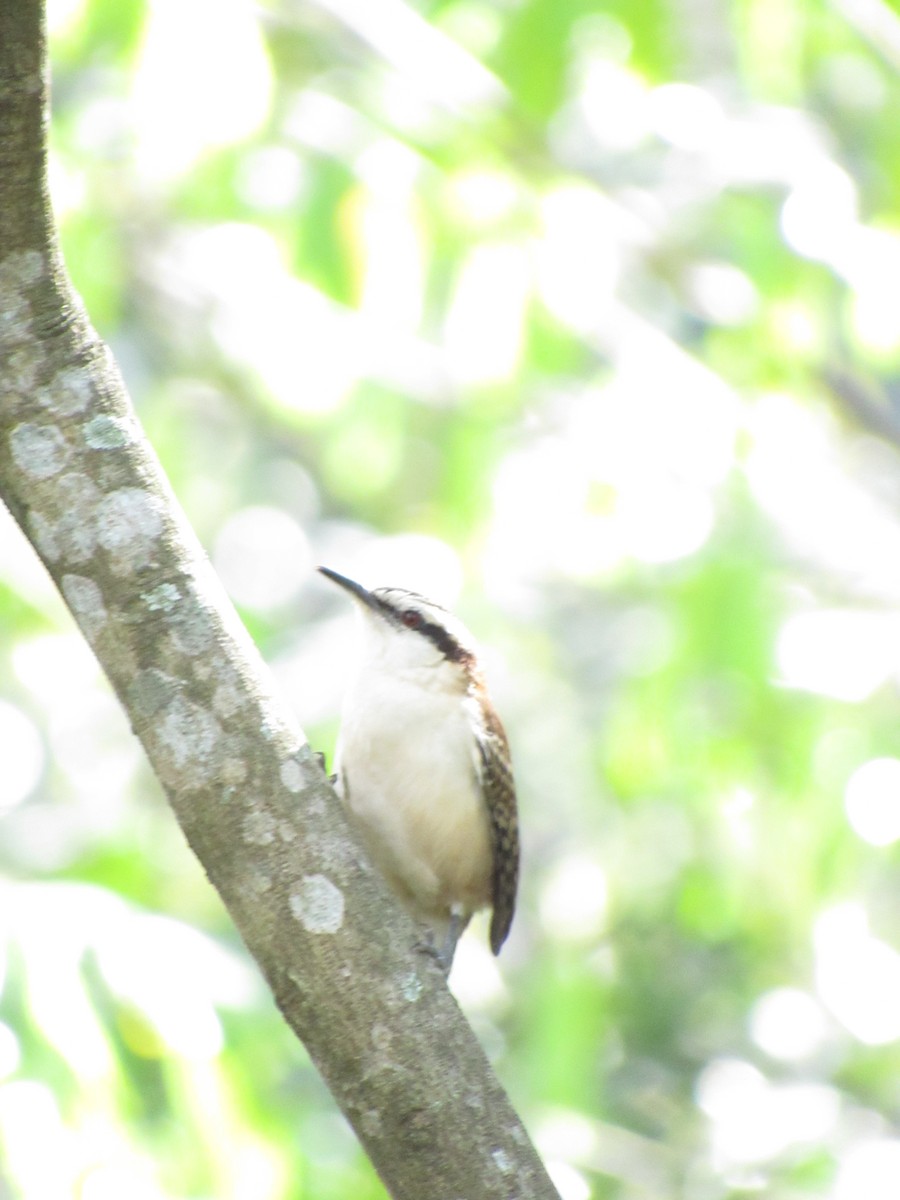 Rufous-backed Wren - ML646423358