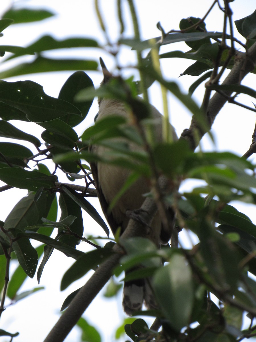 Rufous-backed Wren - ML646423359