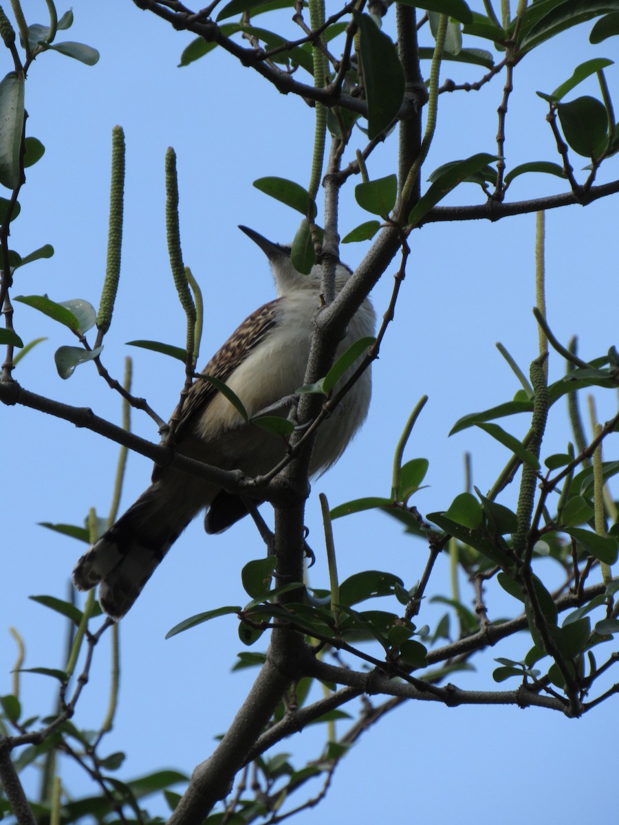 Rufous-backed Wren - ML646423360