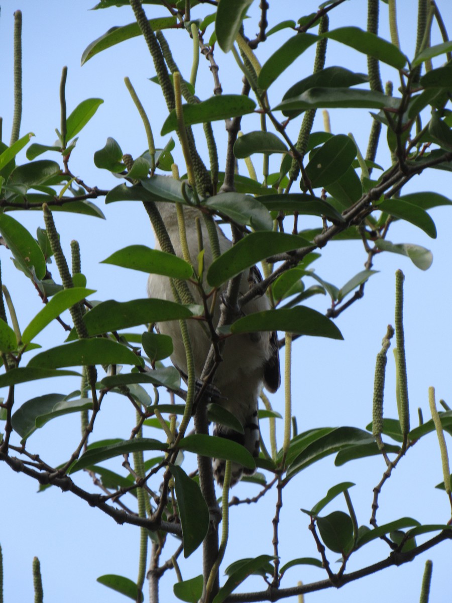 Rufous-backed Wren - ML646423361