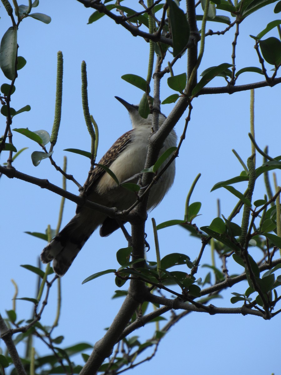 Rufous-backed Wren - ML646423362