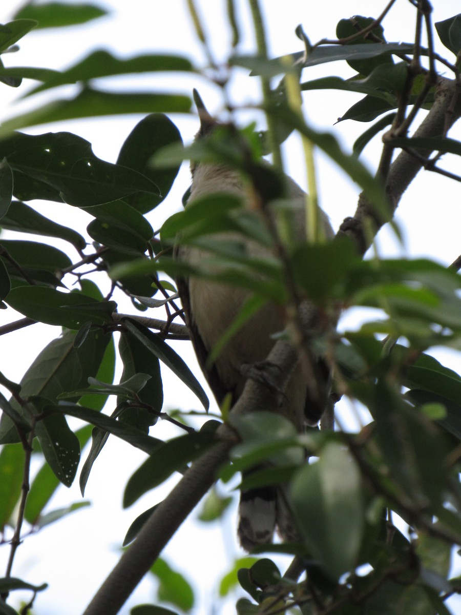 Rostrücken-Zaunkönig - ML646423363