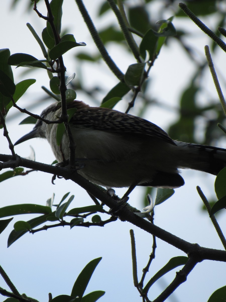 Rufous-backed Wren - ML646423364