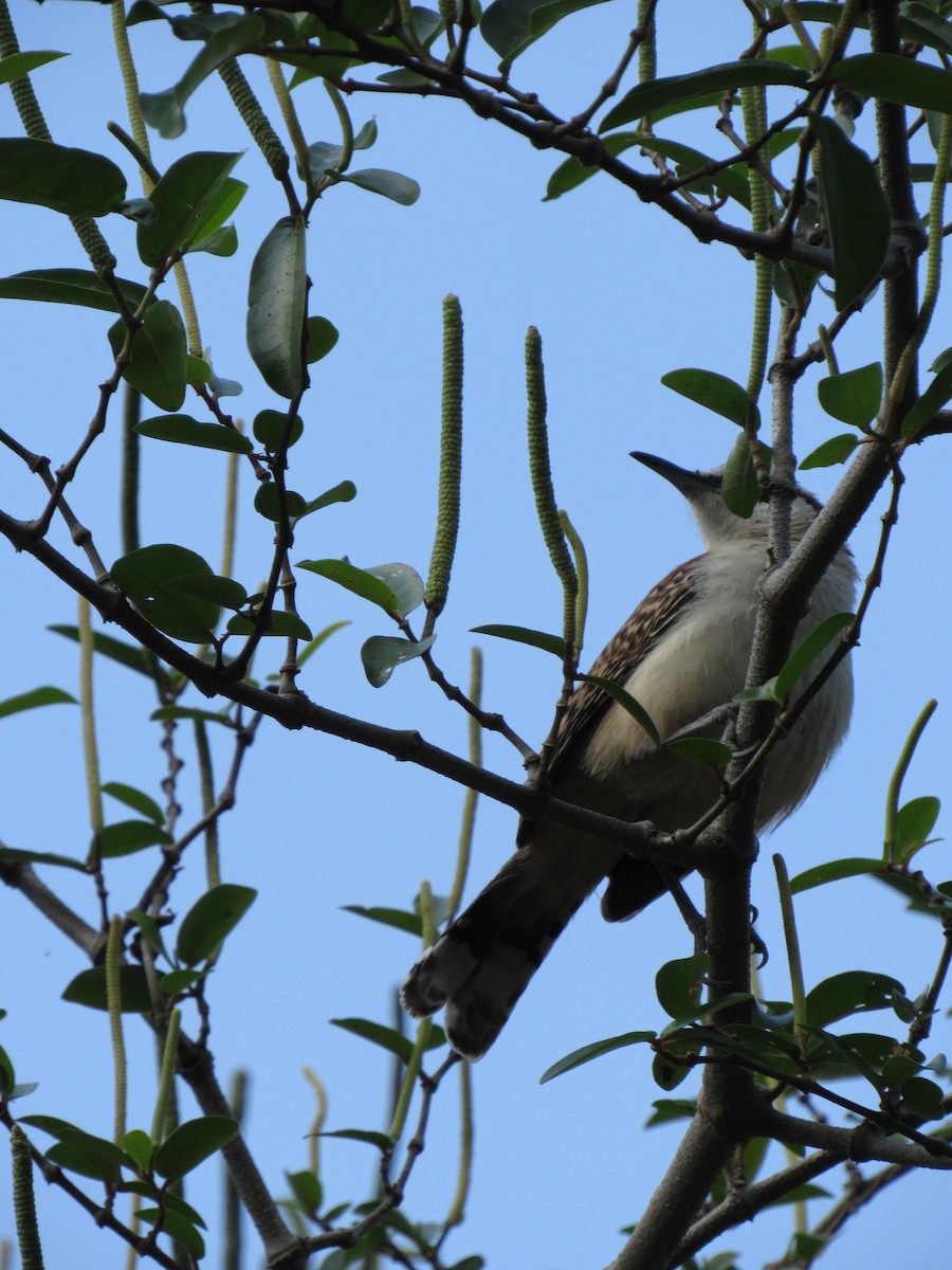 Rufous-backed Wren - ML646423366