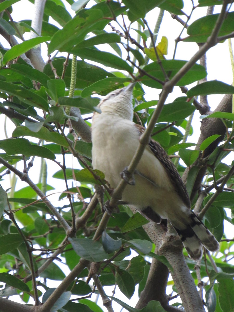Rufous-backed Wren - ML646423367