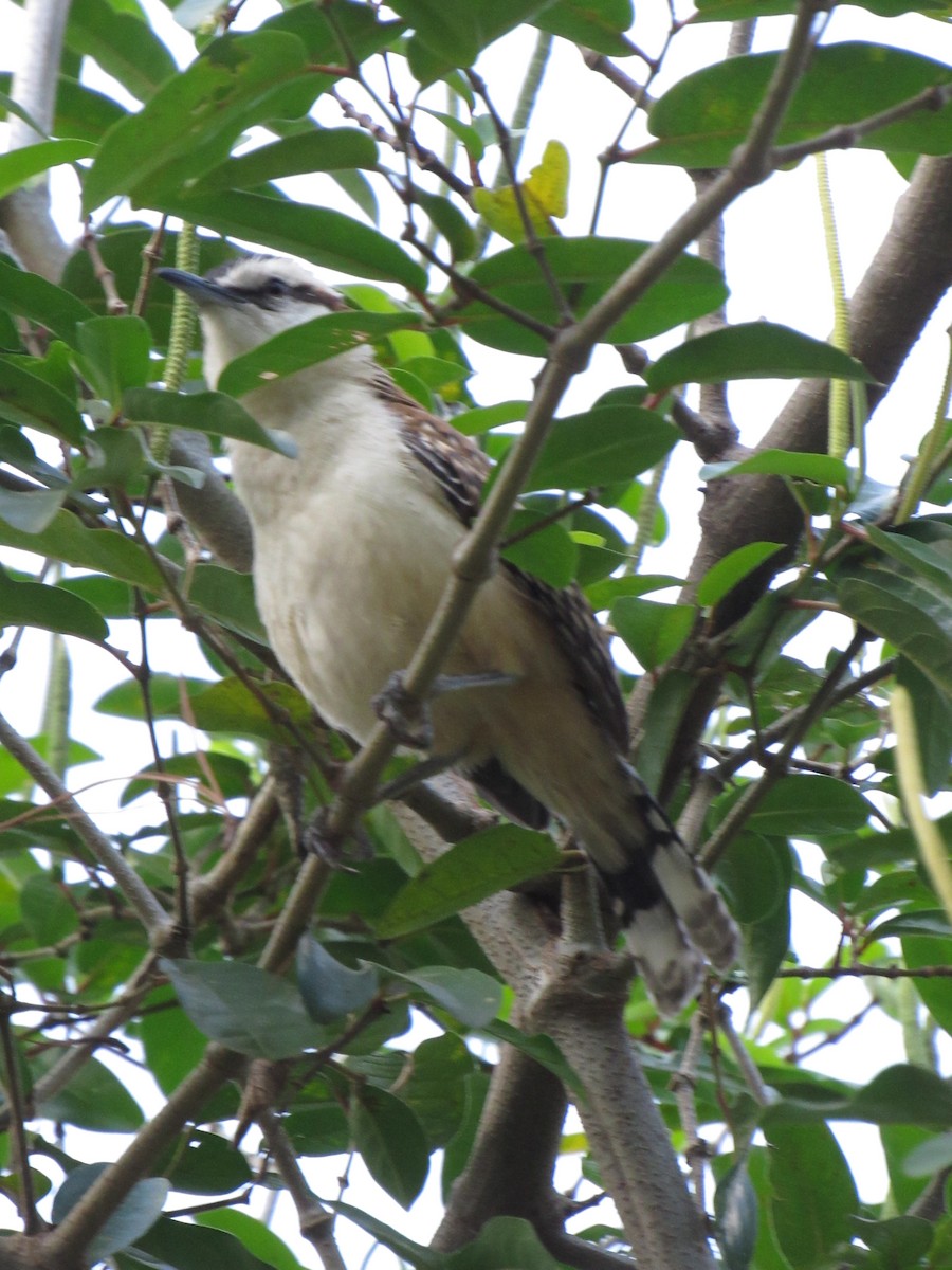 Rufous-backed Wren - ML646423368