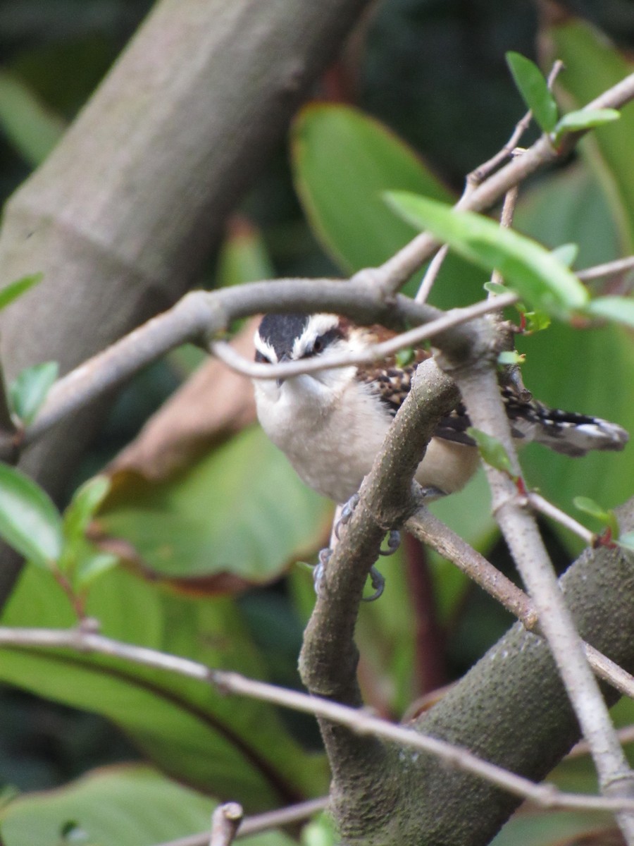 Rufous-backed Wren - ML646423369