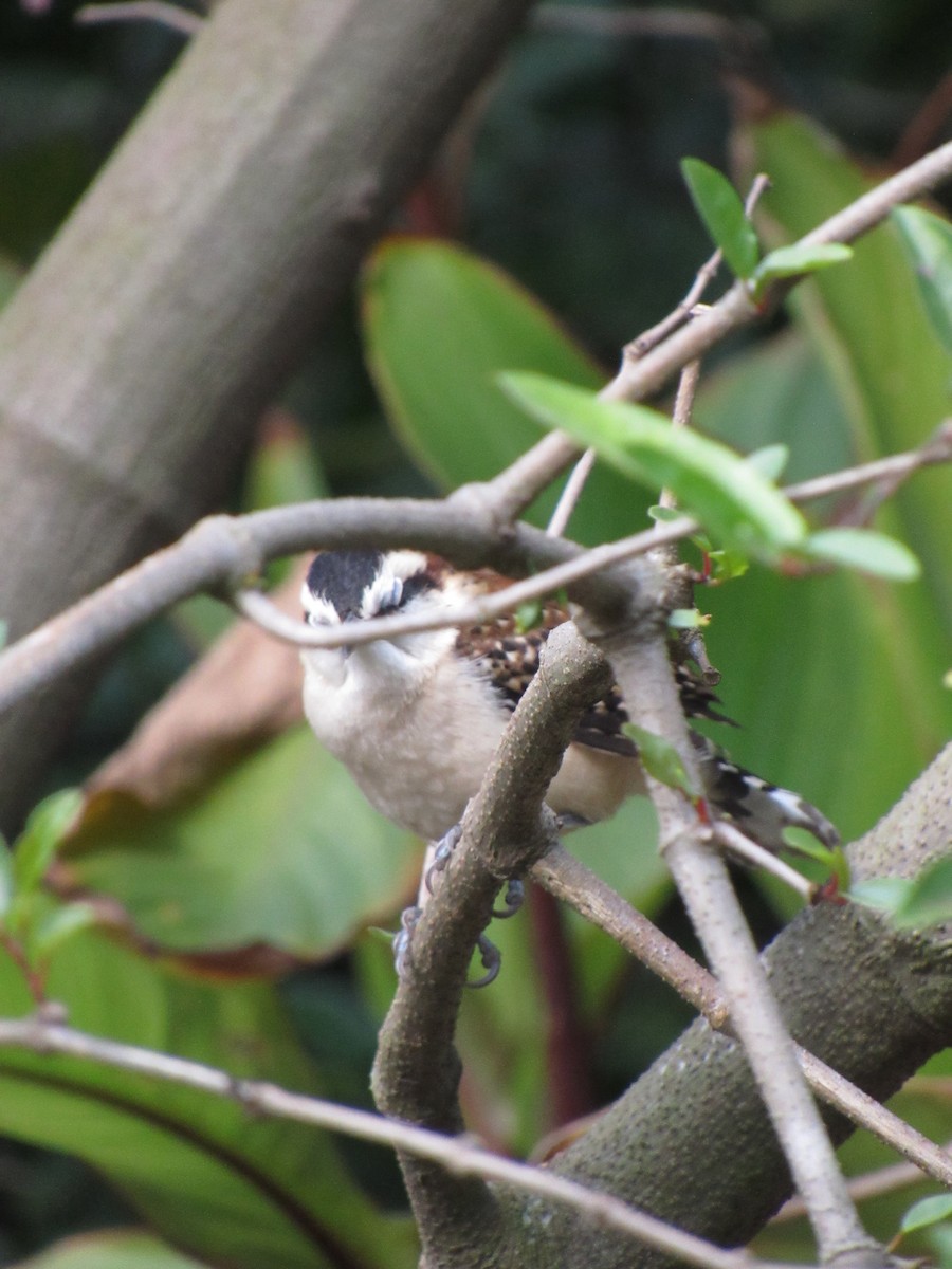 Rufous-backed Wren - ML646423370