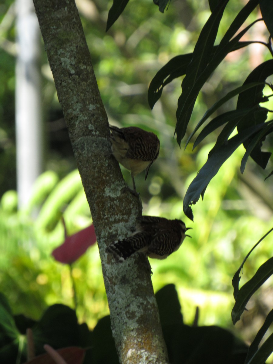 Rufous-backed Wren - ML646423371