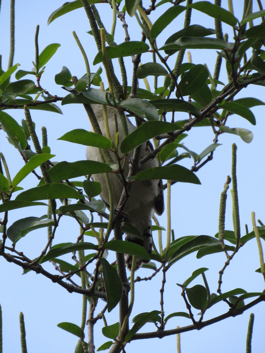 Rufous-backed Wren - ML646423372