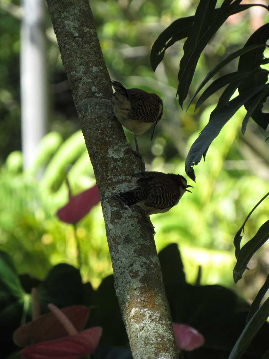 Rufous-backed Wren - ML646423373