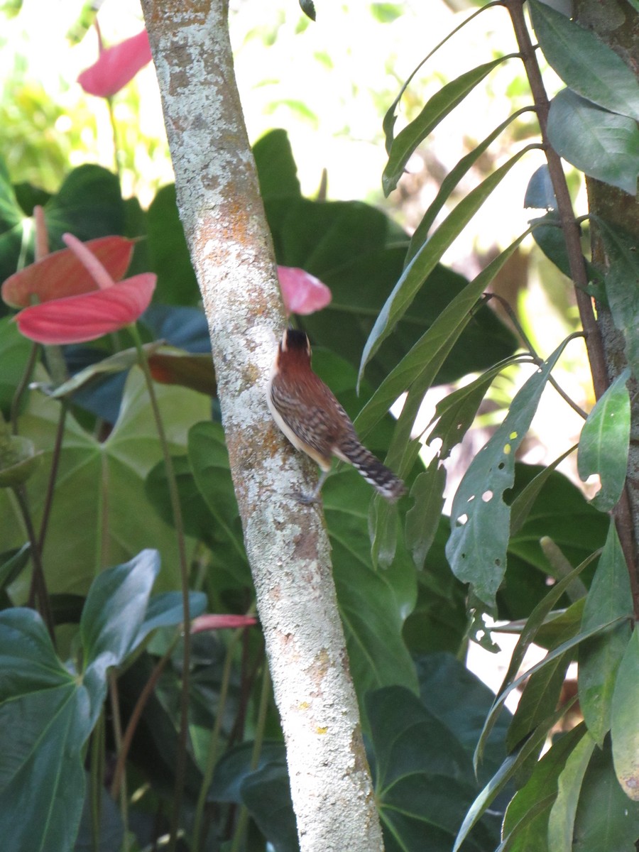 Rufous-backed Wren - ML646423374