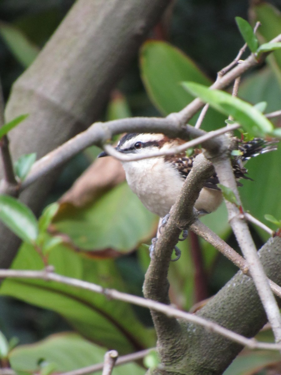 Rufous-backed Wren - ML646423375