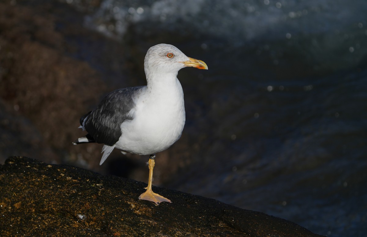 Heringsmöwe - ML646423378