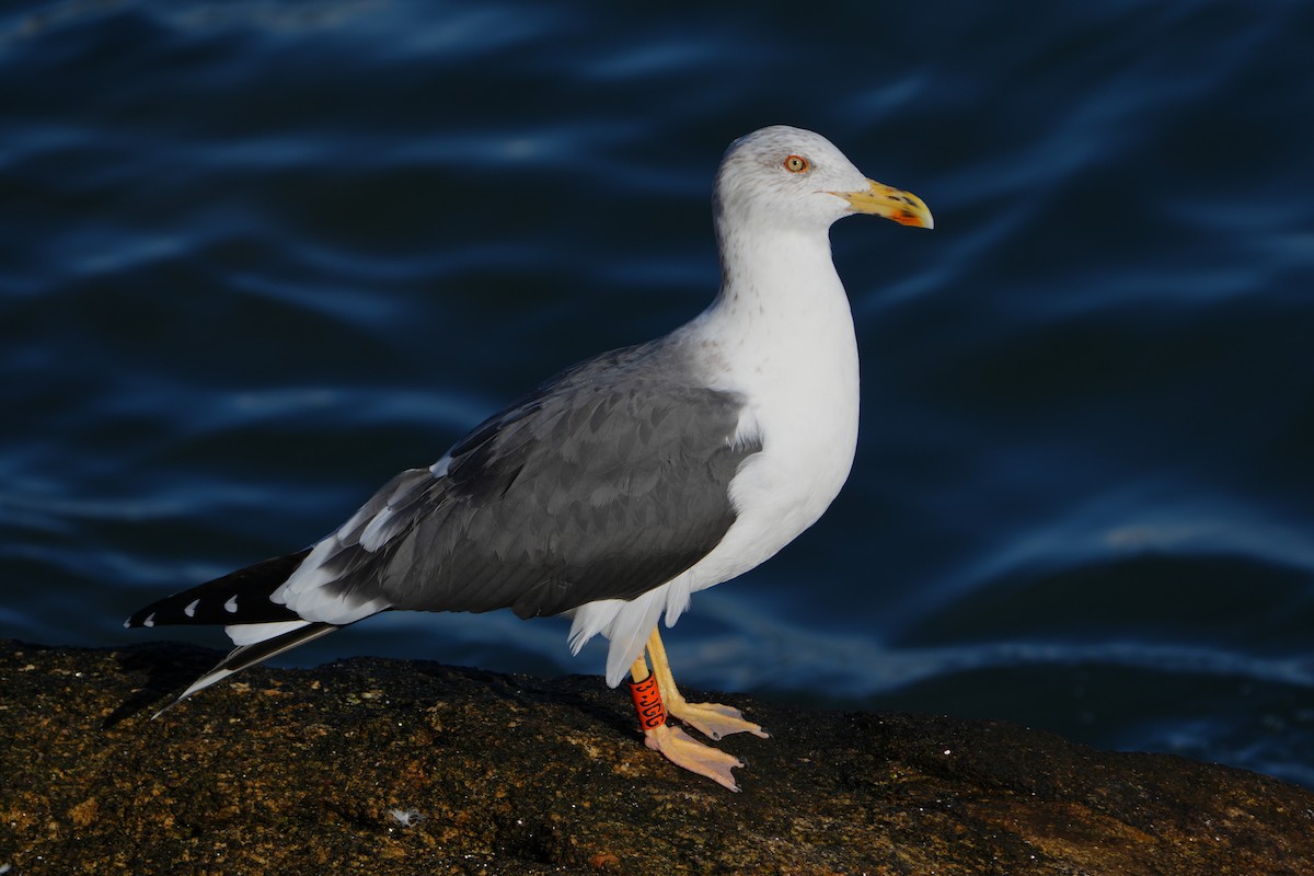 Heringsmöwe - ML646423379