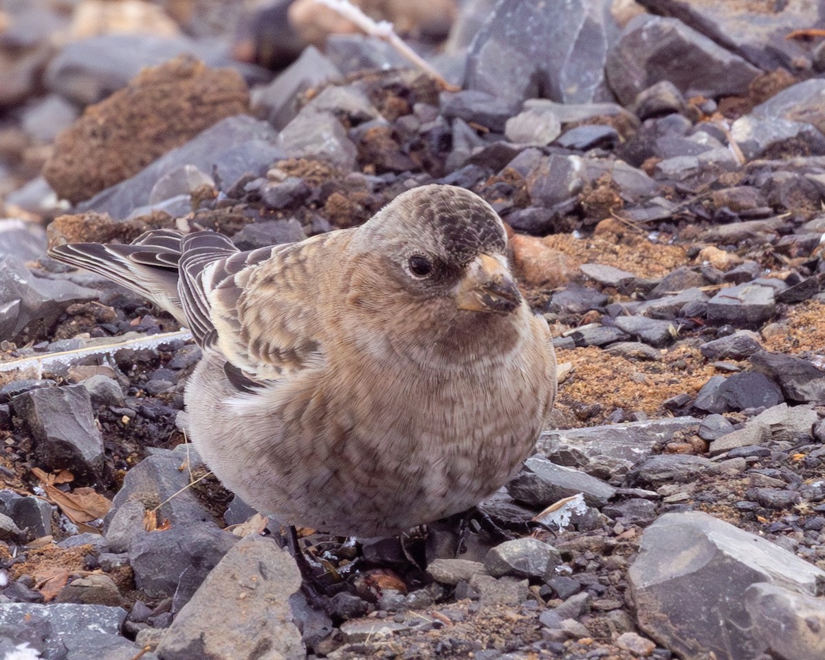 Brown-capped Rosy-Finch - ML646423382