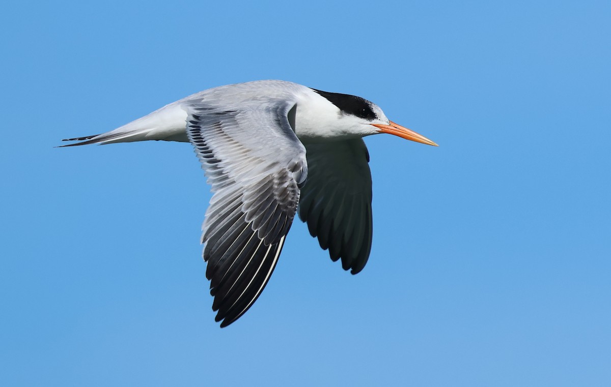 Elegant Tern - ML646423383