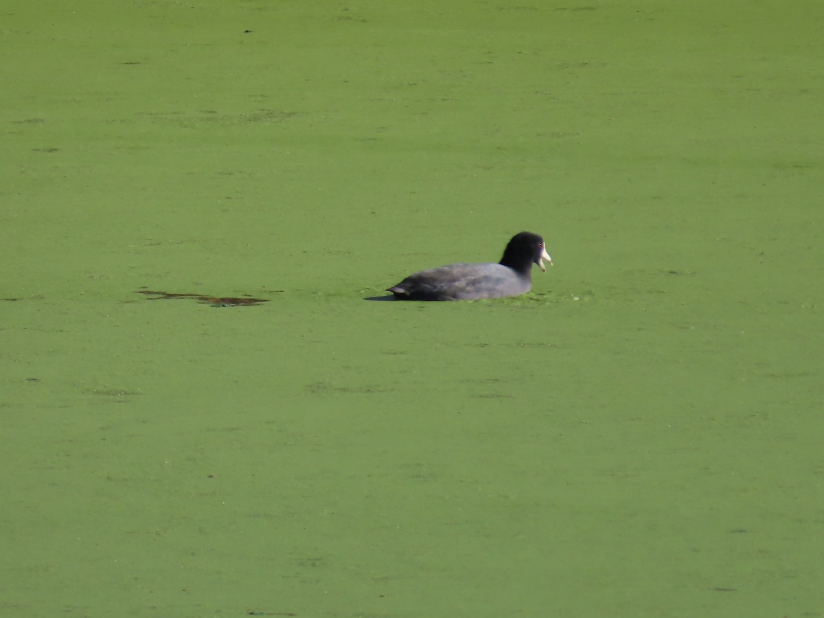 American Coot - ML646423384