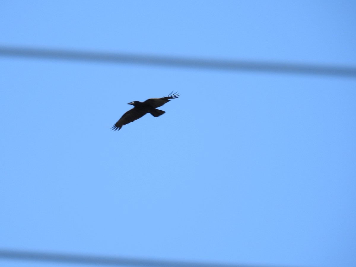 Torresian Crow - ML646423388